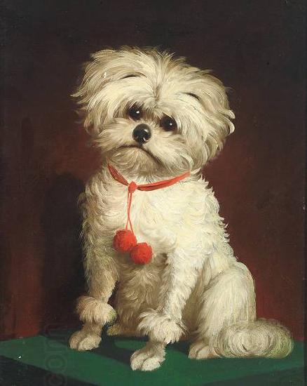 Anonymous Portrait of a Maltese dog China oil painting art